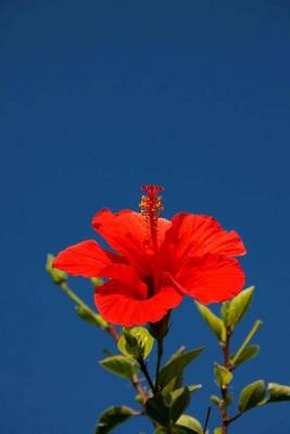 Book cover for Red Hibiscus in the Sky (for the Love of Flowers)