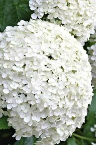 Cover of Magnificent White Annabelle Hydrangea Journal