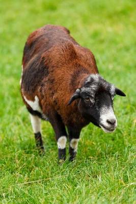 Book cover for A Goat on the Grass, for the Love of Animals