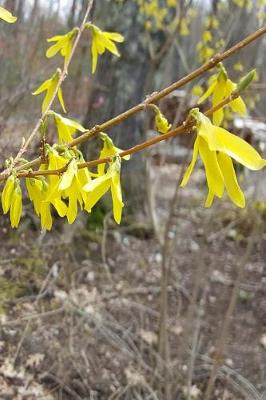 Cover of 2019 Daily Planner Early Spring Forsythia 384 Pages