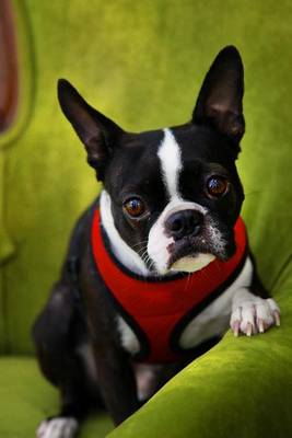 Book cover for Pug Puppy in a Red Vest Journal