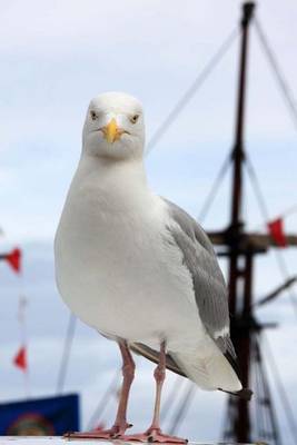 Book cover for Seagull and a Boat, Birds of the World