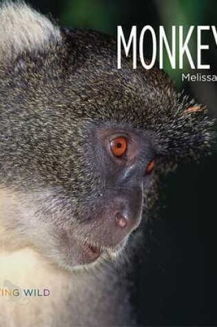 Cover of Monkeys