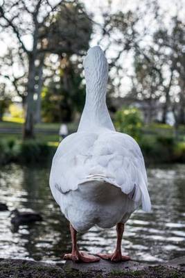 Book cover for A Duck Out of Water