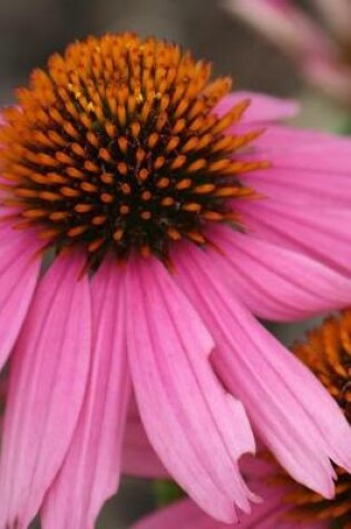 Cover of Pink Coneflower - Lined Notebook with Margins