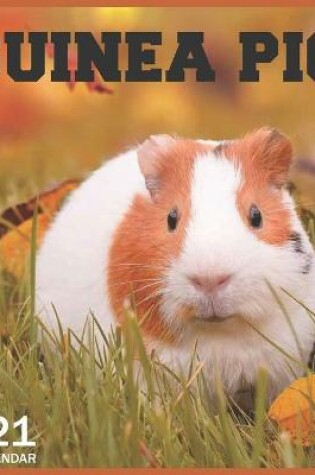 Cover of guinea pig