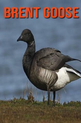 Cover of Brent Goose