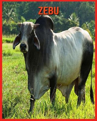 Book cover for Zebu