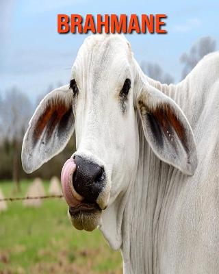 Book cover for Brahmane