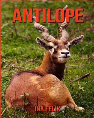 Book cover for Antilope