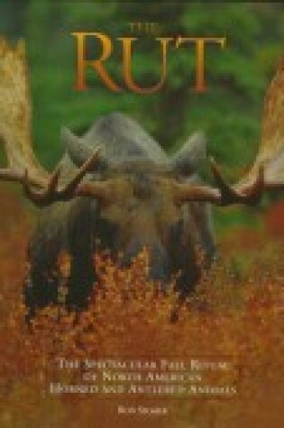 Cover of Rut