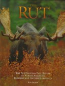 Book cover for Rut