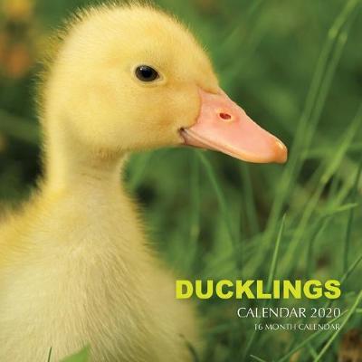 Book cover for Ducklings Calendar 2020