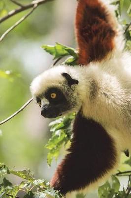 Book cover for Coquerel's Sifaka Lemur Checking Things Out Journal