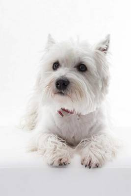 Book cover for A White West Highland Terrier Dog Portrait Journal