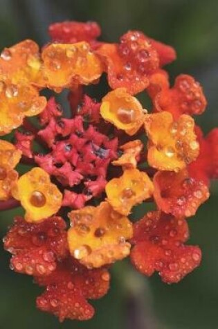 Cover of Brilliant Red and Orange Lantana Flowers Covered in Morning Dew Journal