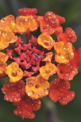 Book cover for Brilliant Red and Orange Lantana Flowers Covered in Morning Dew Journal