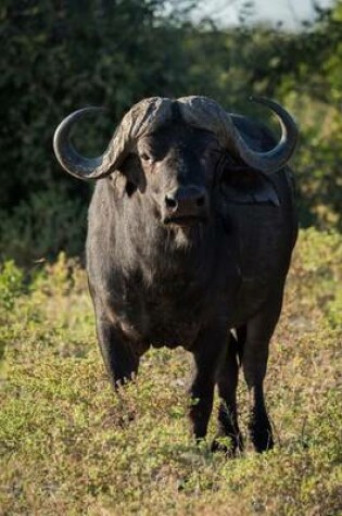 Cover of An African Cape Buffalo Journal