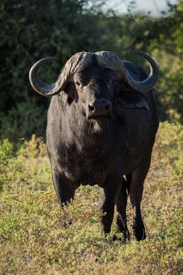 Book cover for An African Cape Buffalo Journal