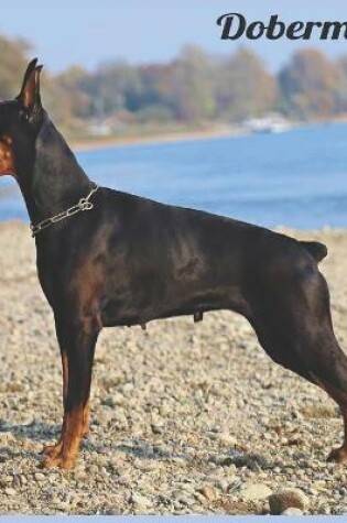 Cover of Dobermann 2021 Wall Calendar