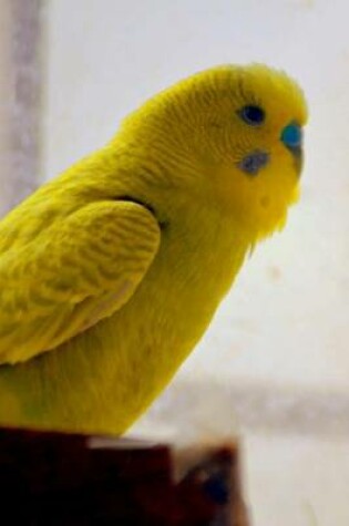 Cover of Yellow Parakeet (Birds of the World)