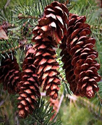 Cover of Winter Holiday Pinecones Christmas Evergreen School Comp Book 130 Pages