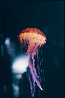 Cover of Jellyfish Notebook