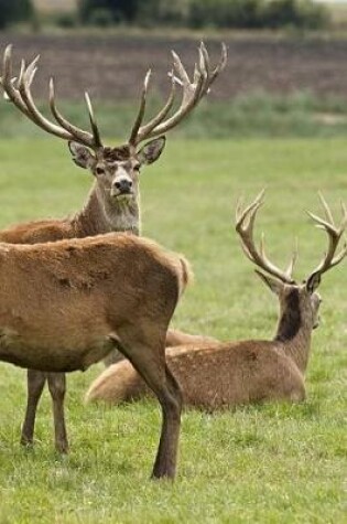 Cover of European Deer Notebook