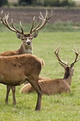 Book cover for European Deer Notebook