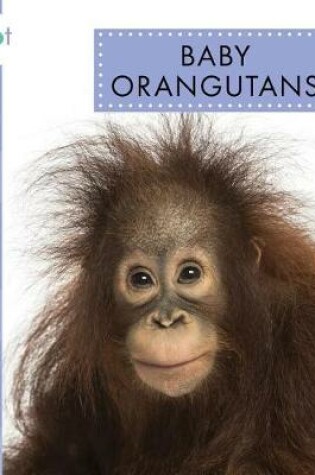 Cover of Baby Orangutans