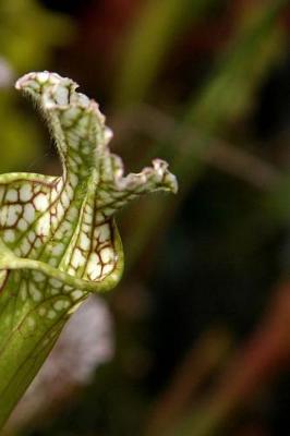 Cover of 2019 Daily Planner Flowers Pretty Trumpet Pitcher Plant 384 Pages